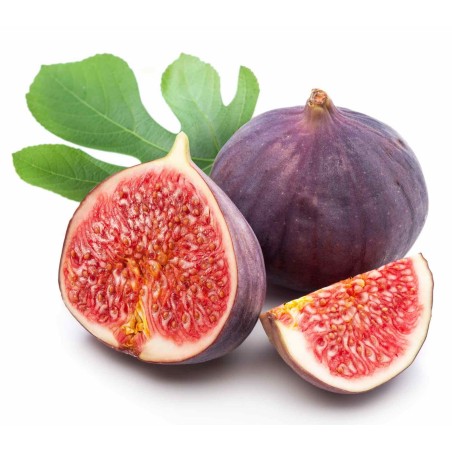 Wild Fig Seeds (from Herzegovina) | €2.00