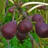 Wild Fig Seeds (from Herzegovina) | €2.00