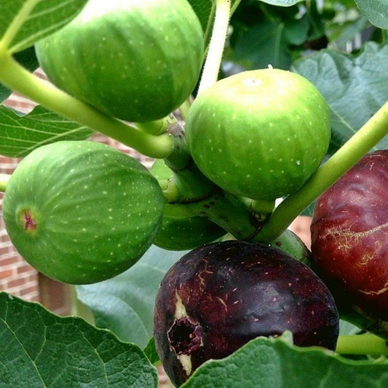 Graines de figues sauvages (d'Herzégovine) | 2,00 €