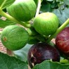 Graines de figues sauvages (d'Herzégovine) | 2,00 €