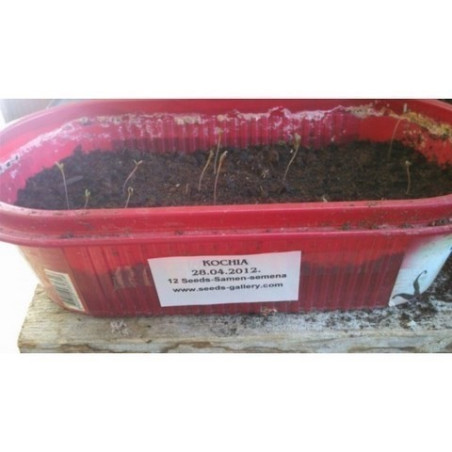 Sommerzypresse Samen (Kochia scoparia) | 1,50 €