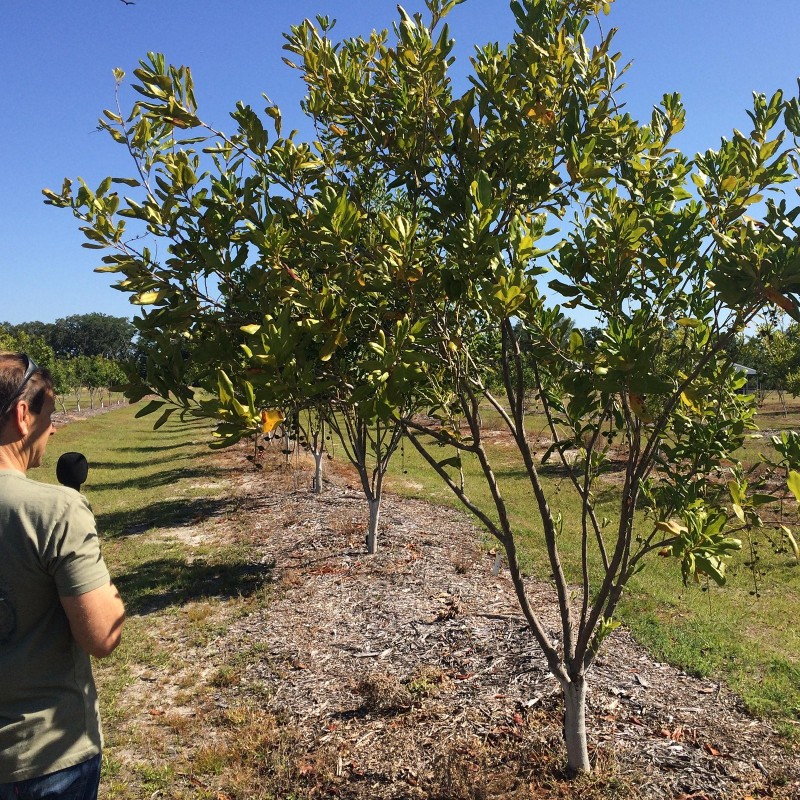 Sementes de Nogueira-Macadâmia (Macadamia integrifolia) | 2,05 €