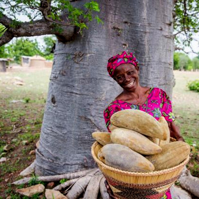 Baobab Drvo Zivota Seme (Adonsonia digitata) | 1,95 €