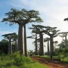 Baobab Seeds (Adonsonia digitata) | 1,95 €