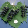Semillas de uva silvestre (Vitis spp.) | 1,55 €