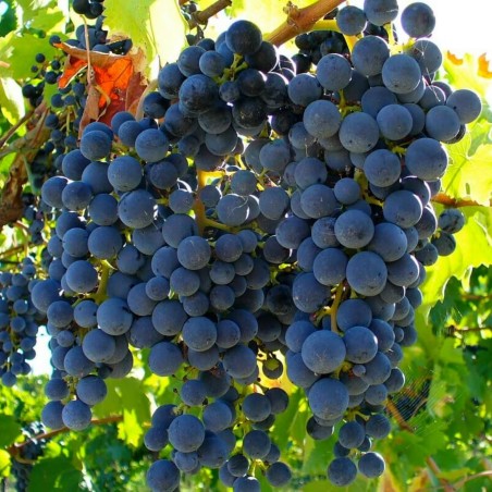 Semillas de uva silvestre (Vitis spp.) | 1,55 €