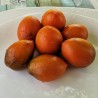 Summer Temptation Tomato Seeds | 1,75 €