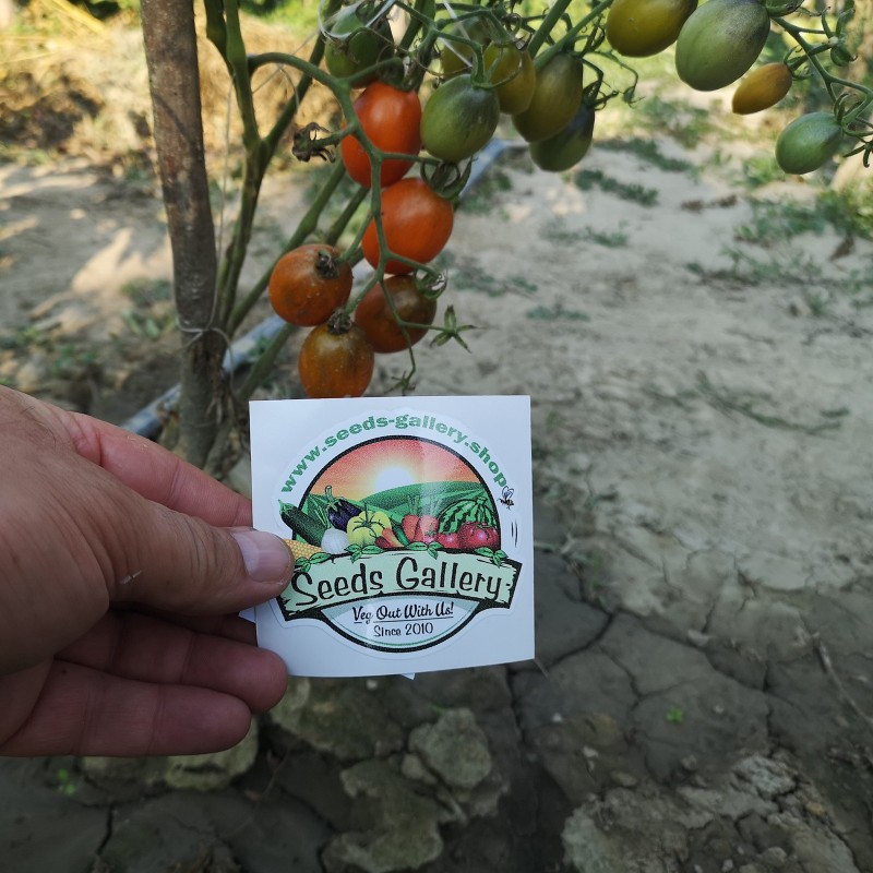 Semi di pomodoro Summer Temptation | 1,75 €