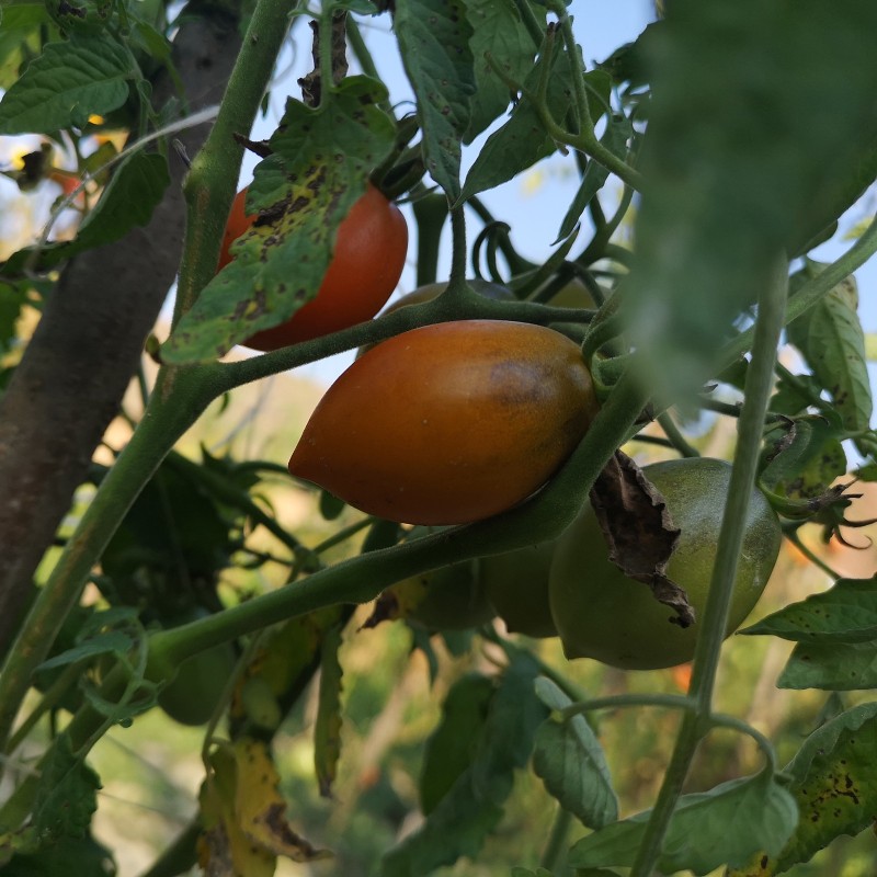 Summer Temptation Tomato Seeds | 1,75 €