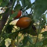 Summer Temptation Tomato Seeds | 1,75 €