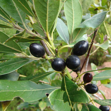 1000 Samen Echter Lorbeer, Gewürzlorbeer (Laurus nobilis) | 95,00 €