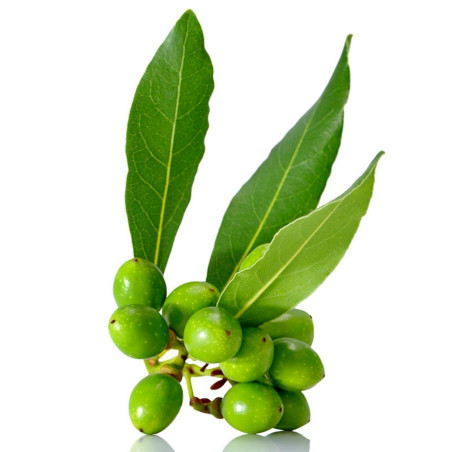 1000 mag - babérlevél (Laurus nobilis) | 95,00 €