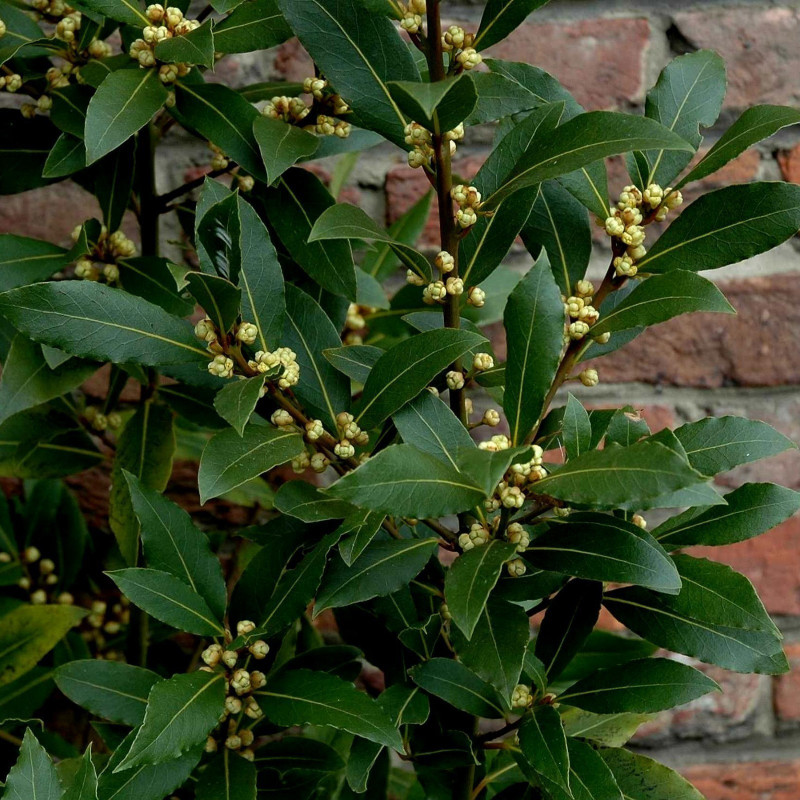Vavřín bobkový 1000 semen, pravý vavřín (Laurus nobilis) | 95,00 €