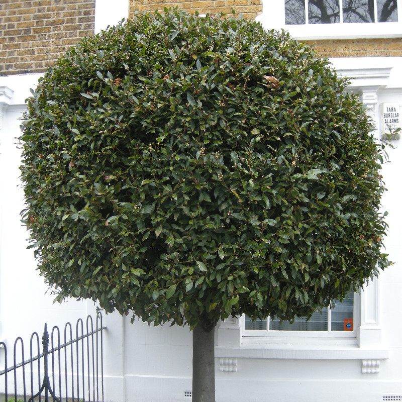 1000 mag - babérlevél (Laurus nobilis) | 95,00 €