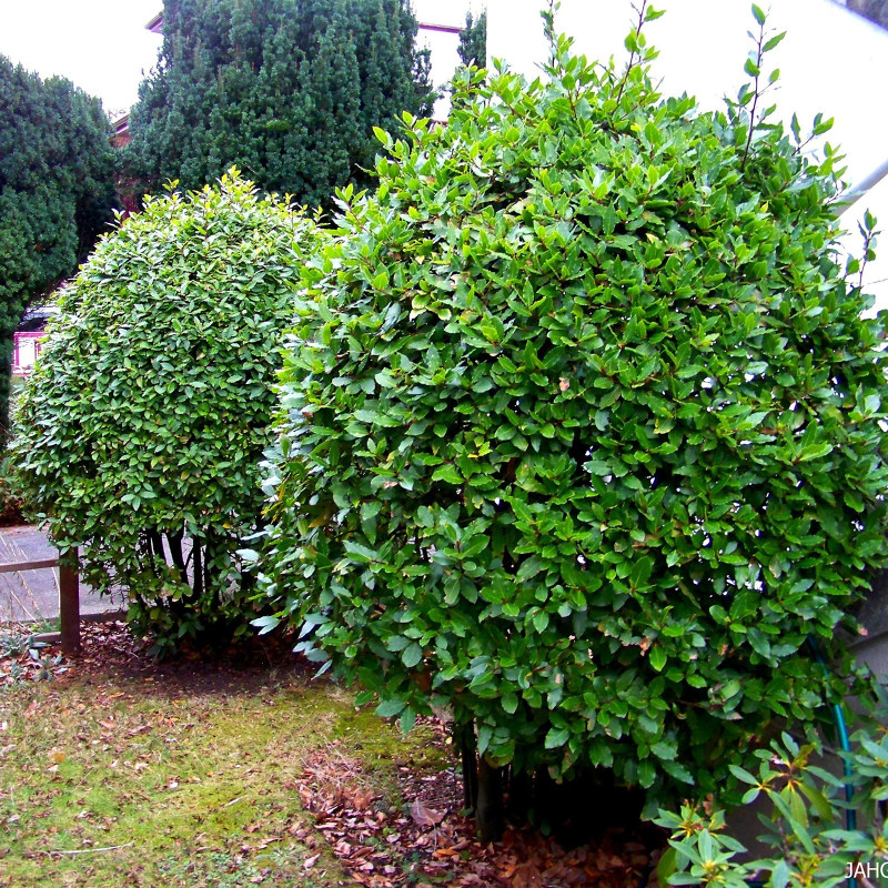 Vavřín bobkový 1000 semen, pravý vavřín (Laurus nobilis) | 95,00 €