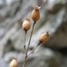 Graines de Silène commun ou Claquet (Silene vulgaris) | 1,95 €