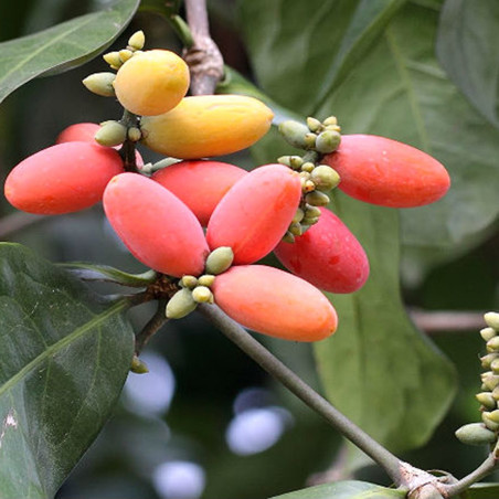 Melinjo Samen (Gnetum gnemon) | 3,95 €