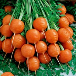 Carrot Seeds "Parisian -...