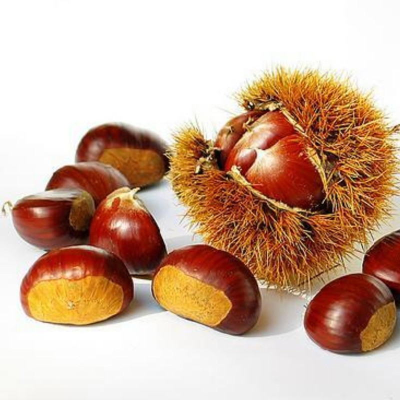 Edelkastanie - Esskastanie Samen (Castanea sativa) | 2,50 €