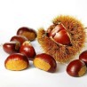 Edelkastanie - Esskastanie Samen (Castanea sativa) | 2,50 €