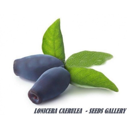 Semi Mirtillo Siberiano (Lonicera caerulea) Rustica -40C | 3,00 €