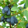 Semi Mirtillo Siberiano (Lonicera caerulea) Rustica -40C | 3,00 €