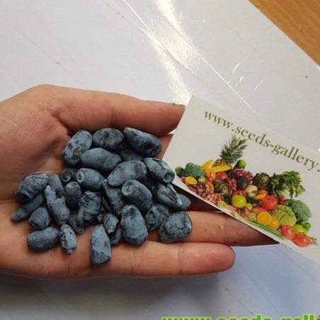 Semi Mirtillo Siberiano (Lonicera caerulea) Rustica -40C | 3,00 €