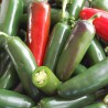 Semi Peperoncino Jalapeño Early | 1,95 €
