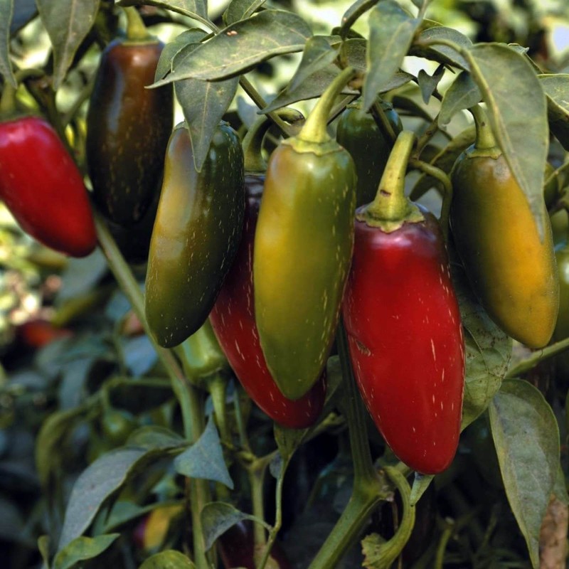 Semi Peperoncino Jalapeño Early | 1,95 €