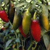 Semi Peperoncino Jalapeño Early | 1,95 €