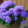 Nasiona Żeniszek meksykański (Ageratum houstonianum) | 2,35 €