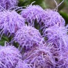 Nasiona Żeniszek meksykański (Ageratum houstonianum) | 2,35 €