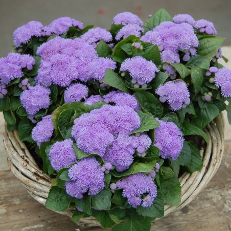 Nasiona Żeniszek meksykański (Ageratum houstonianum) | 2,35 €