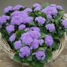 Nasiona Żeniszek meksykański (Ageratum houstonianum) | 2,35 €