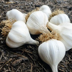 Bosnian garlic cloves Bosanac