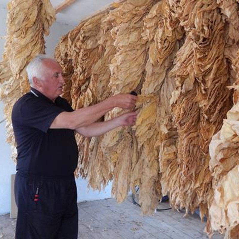 Tobacco seeds Hercegovacki Ravnjak (32 leaves) | €2.45