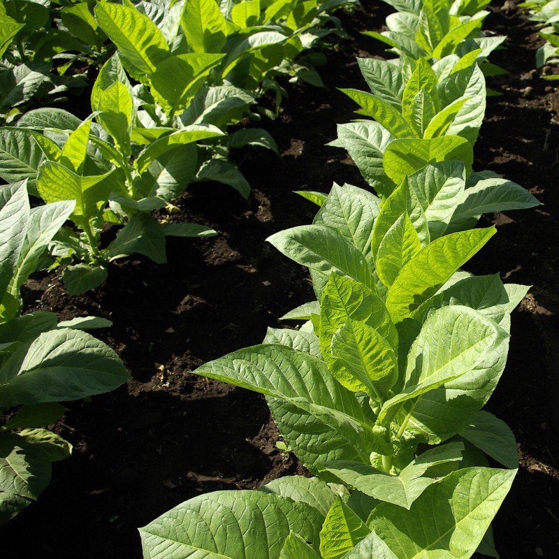 Tobacco seeds Hercegovacki Ravnjak (32 leaves) | €2.45