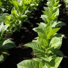 Tobacco seeds Hercegovacki Ravnjak (32 leaves) | €2.45