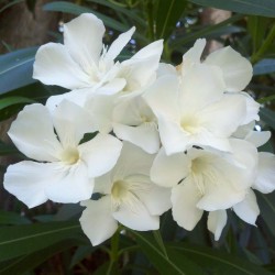 White Hardy Oleander Seeds...
