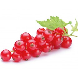 Redcurrant Seeds (Ribes rubrum)