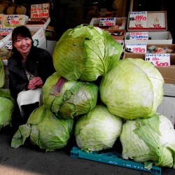 Japanese Giant Cabbage Seeds