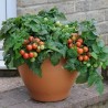 Bajaja Tomato Seeds | €1.65
