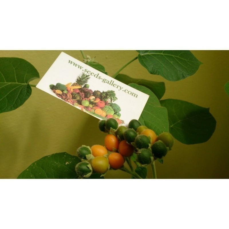 Dwarf Tamarillo Seeds (Solanum abutiloides) | 2,05 €