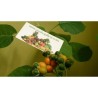 Dwarf Tamarillo Seeds (Solanum abutiloides) | 2,05 €