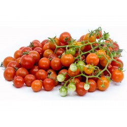 Wild tomato seeds (Solanum...