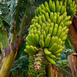 Насіння дикого лісу банана...