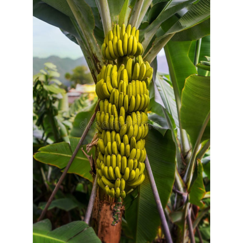 Yalangoch harbiy xizmatchilar porno