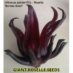 10 graines Hibiscus sabdariffa (Grosey péyi, Bissap, Karkadé, Oseille de  Guinée)