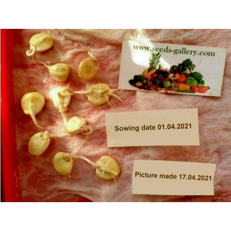 A világ legnagyobb óriáskukorica vetőmagja Cuzco - Cusco | 2,25 €