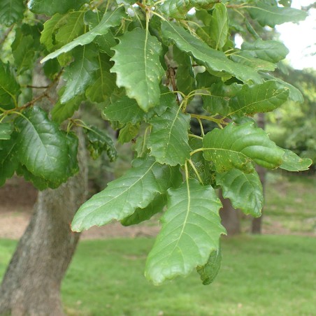 Aleppo Oak seeds (Quercus infectoria) | €9.95
